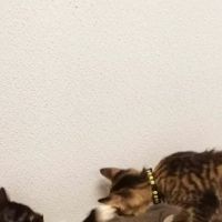 End of the Leash ico