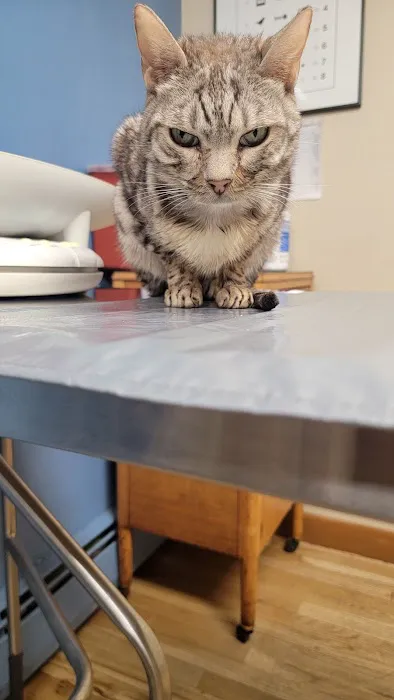 MASH Main St Animal Services Picture 1