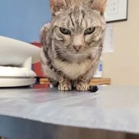 MASH Main St Animal Services ico