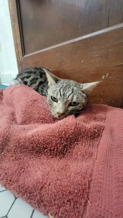 MASH Main St Animal Services Picture 2