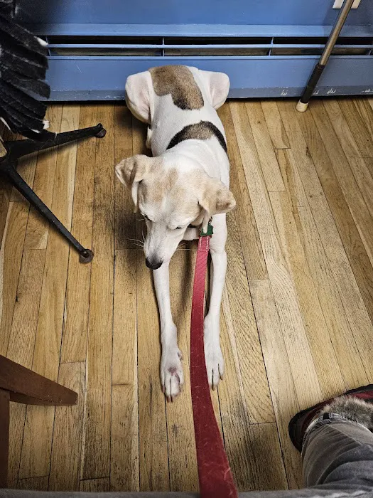 MASH Main St Animal Services Picture 7