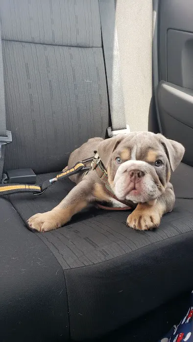 Pet Supplies Plus Greenfield Picture 3