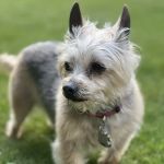 Vetco Total Care Animal Hospital