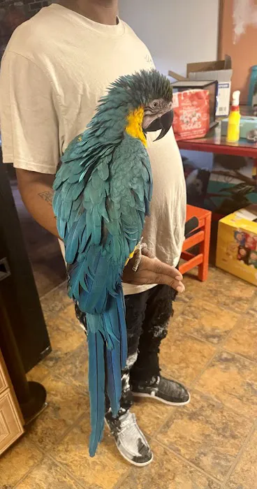 GIVEHAND FLYERS AND FEATHERED FRIENDS Picture 2