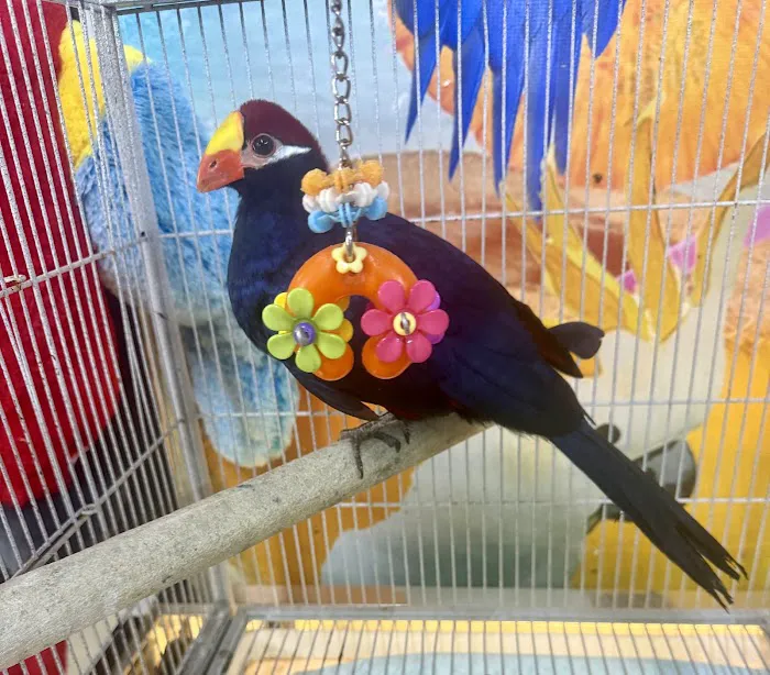 GIVEHAND FLYERS AND FEATHERED FRIENDS Picture 8