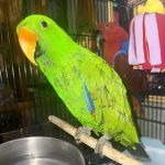 GIVEHAND FLYERS AND FEATHERED FRIENDS