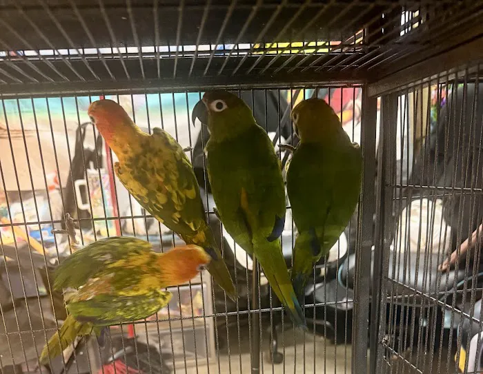 GIVEHAND FLYERS AND FEATHERED FRIENDS Picture 7