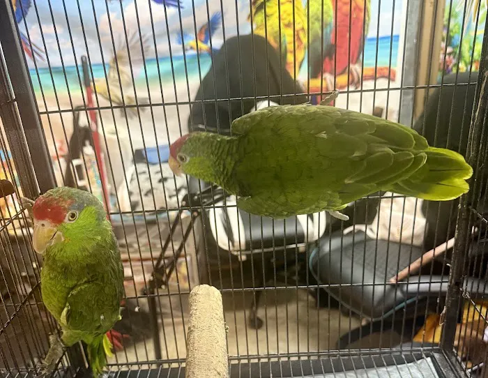 GIVEHAND FLYERS AND FEATHERED FRIENDS Picture 4