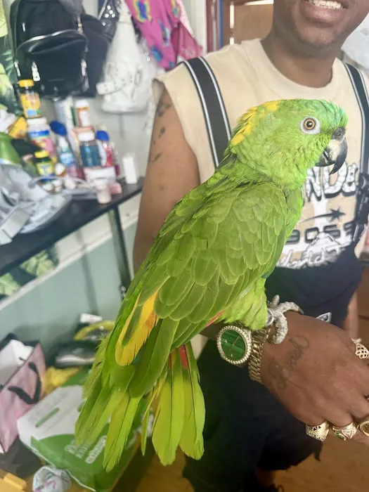 GIVEHAND FLYERS AND FEATHERED FRIENDS Picture 5