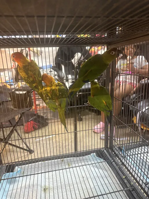 GIVEHAND FLYERS AND FEATHERED FRIENDS Picture 3