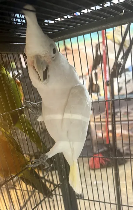 GIVEHAND FLYERS AND FEATHERED FRIENDS Picture 6