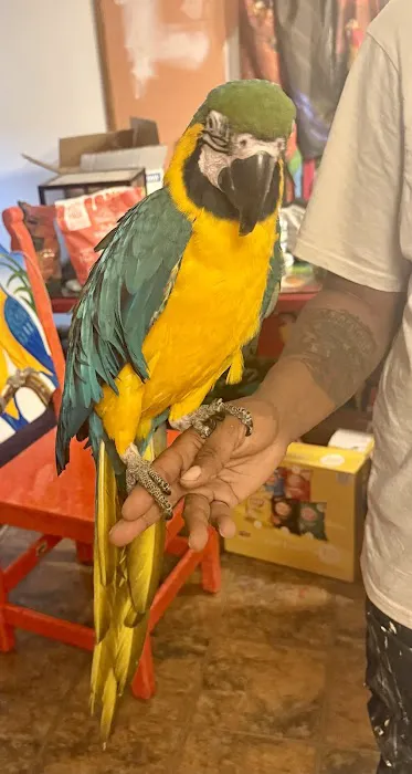 GIVEHAND FLYERS AND FEATHERED FRIENDS Picture 9