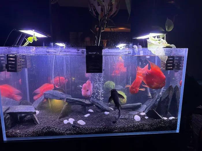 Aquatic Realmz Aquarium Maintenance & Design Picture 4