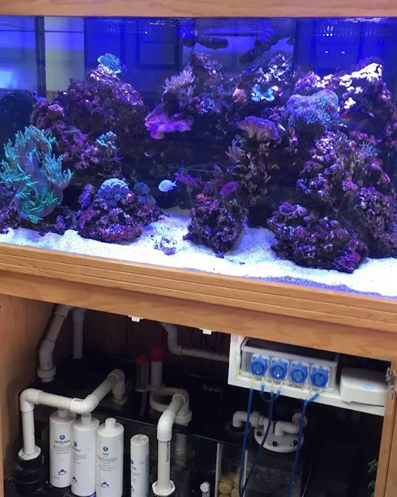 Aquatic Realmz Aquarium Maintenance & Design Picture 8