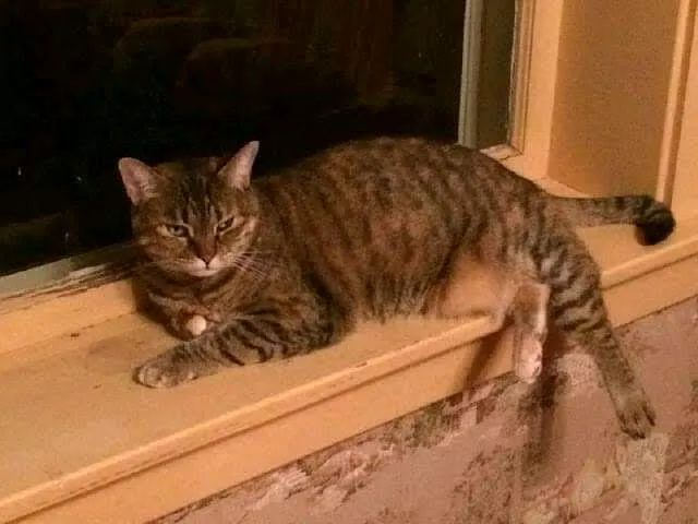 Mt Wachusett Veterinary Hospital Picture 2