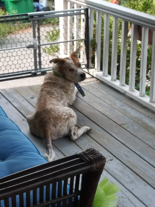 Mt Wachusett Veterinary Hospital Picture 4