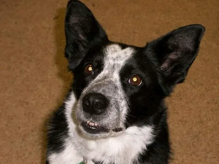 Mt Wachusett Veterinary Hospital Picture 1