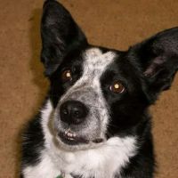 Mt Wachusett Veterinary Hospital ico