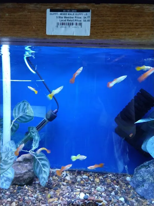 The Fish Factory Picture 1