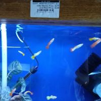 The Fish Factory ico