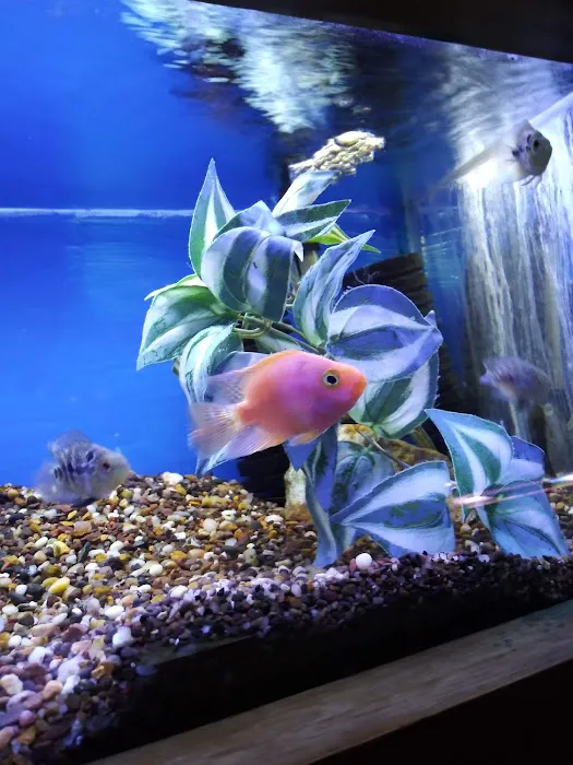 The Fish Factory Picture 7