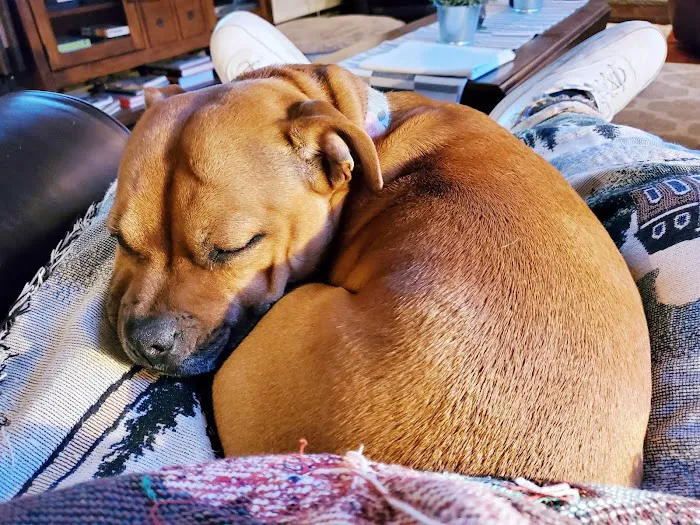 Dr. Robb's Protect The Pets Picture 3
