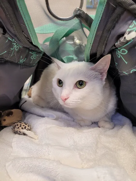 Dr. Robb's Protect The Pets Picture 7