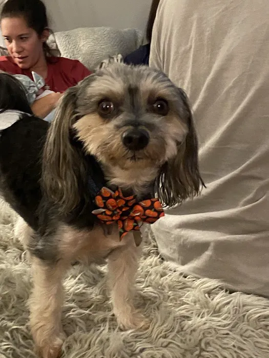Dr. Robb's Protect The Pets Picture 10