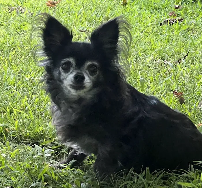 Dr. Robb's Protect The Pets Picture 8