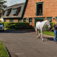 Fairfield Equine Associates ico