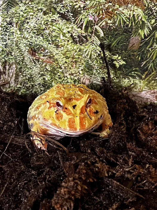 Jurassic Reptile Supply Picture 2