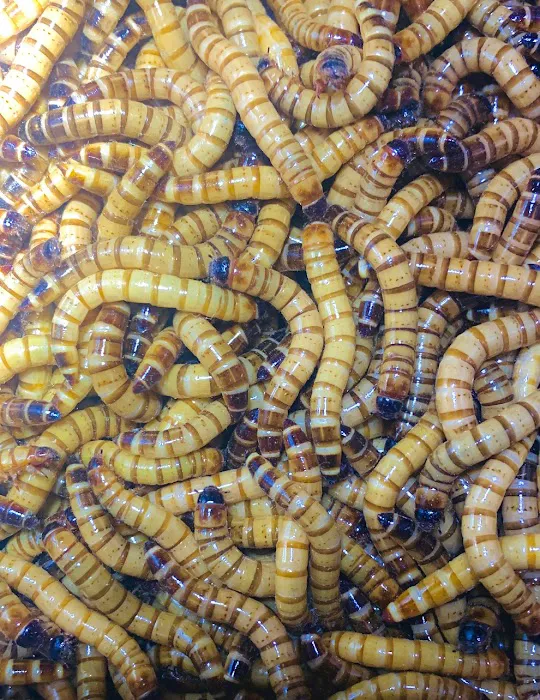 Jurassic Reptile Supply Picture 8