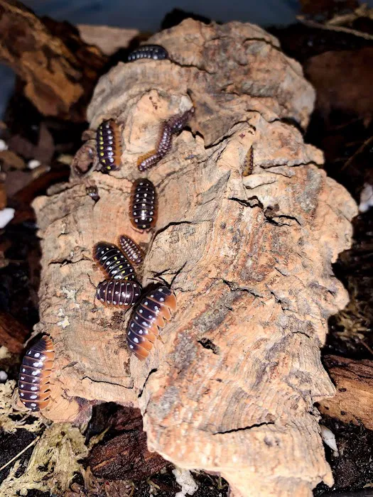 Jurassic Reptile Supply Picture 9