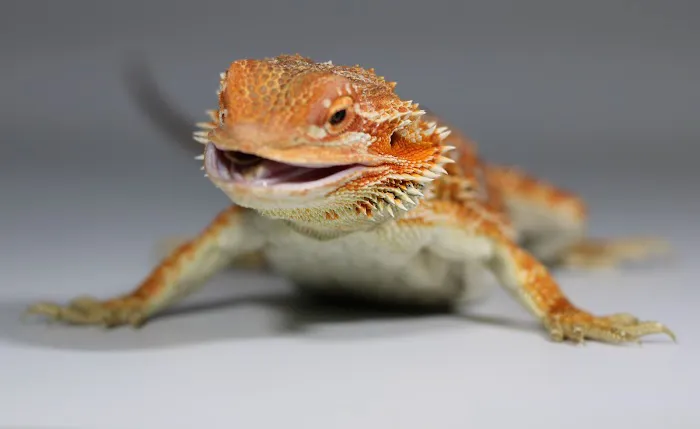 Jurassic Reptile Supply Picture 3