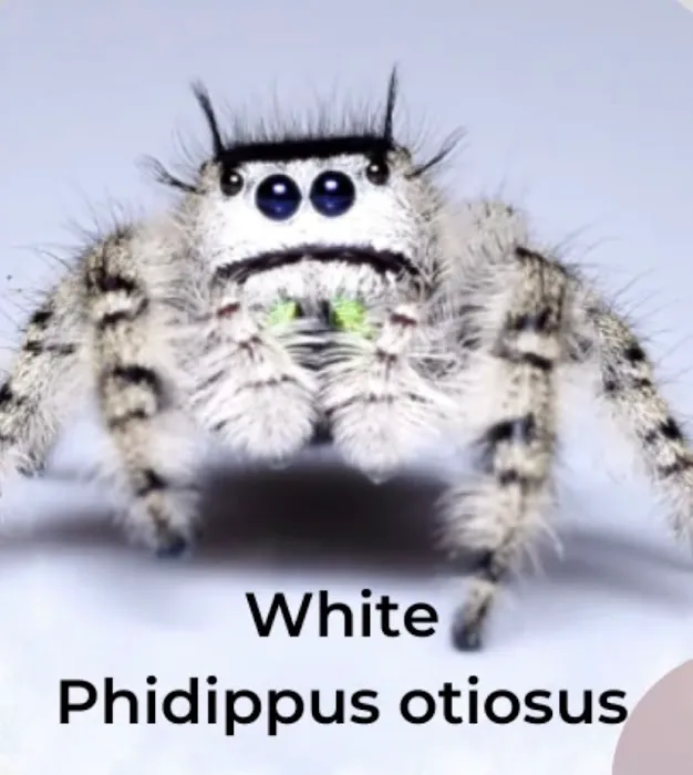 Jurassic Reptile Supply Picture 4