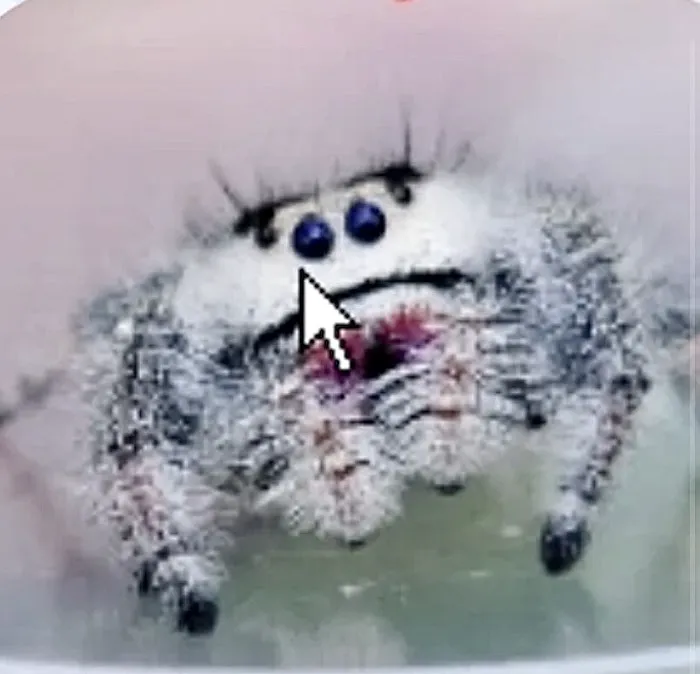 Jurassic Reptile Supply Picture 6