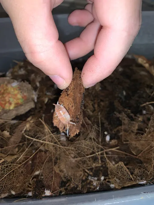 Jurassic Reptile Supply Picture 7