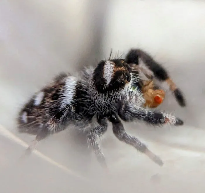 Jurassic Reptile Supply Picture 5