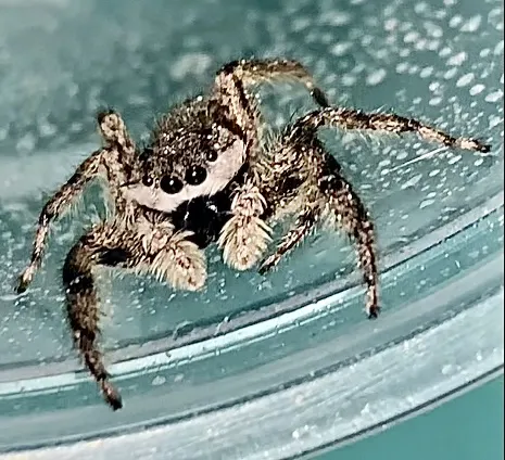 Jurassic Reptile Supply Picture 1