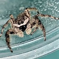 Jurassic Reptile Supply ico