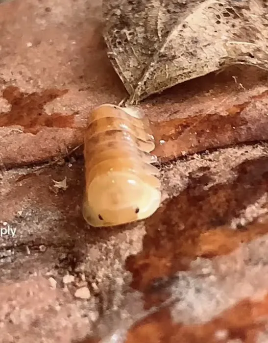 Jurassic Reptile Supply Picture 10