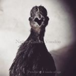 Native Colors Exotics / The Serama Club of Wisconsin