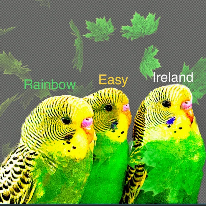 Native Colors Exotics / The Serama Club of Wisconsin Picture 9