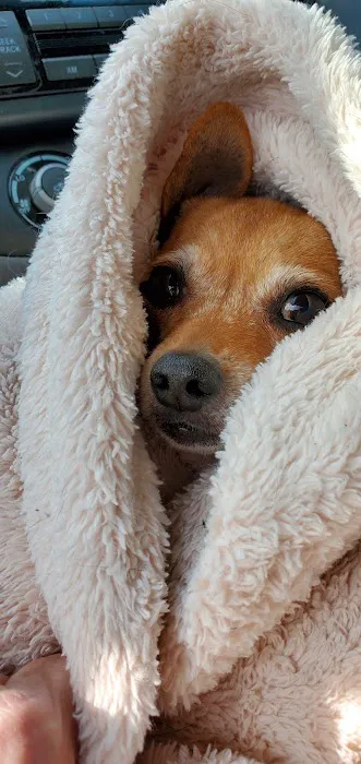 Elwell Paul a DVM Picture 5