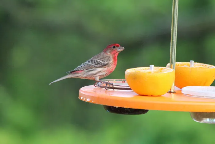 Kettle Moraine Woodworking Picture 1