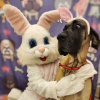 Mt Pleasant Hospital for Animals ico