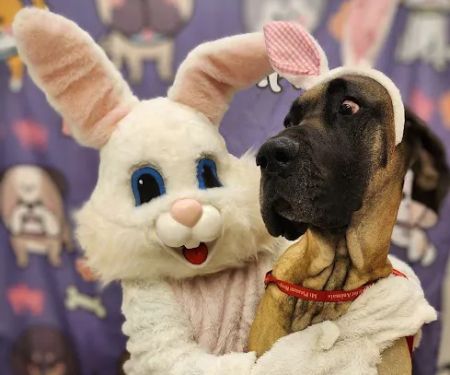 Mt Pleasant Hospital for Animals