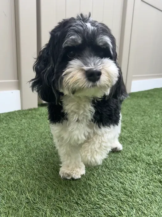 Mt Pleasant Hospital for Animals Picture 7