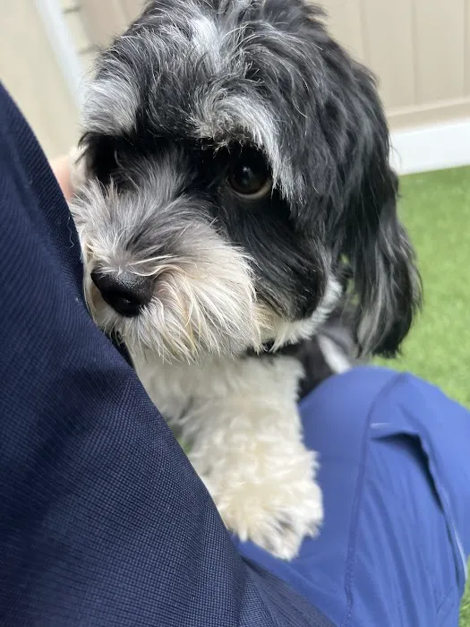 Mt Pleasant Hospital for Animals Picture 6