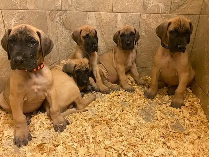 Mt Pleasant Hospital for Animals Picture 4